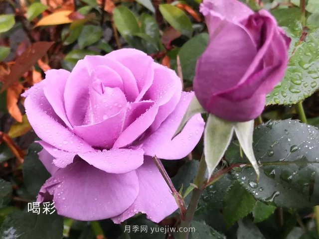 ***難不過伏天，苗木安全度夏***全攻略！(圖2)