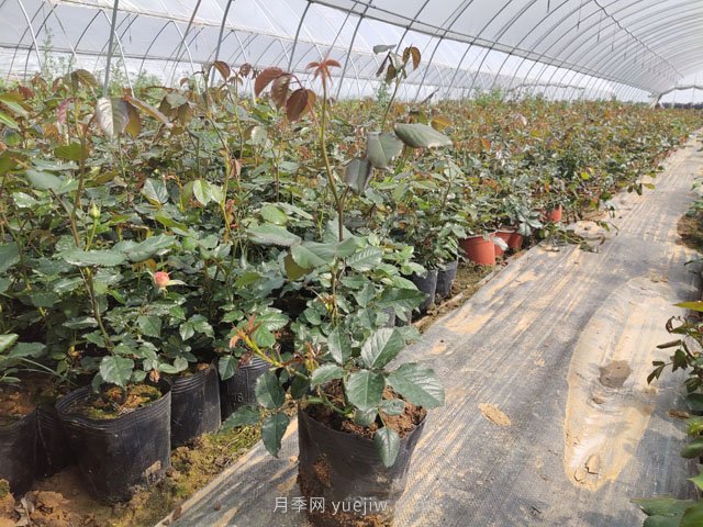 新移栽樹(shù)狀月季明明發(fā)芽了，為何又枯了？(圖1)