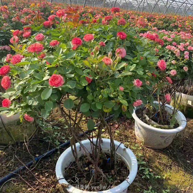 新型月季花籃，小高桿月季玩出新花樣(圖3)