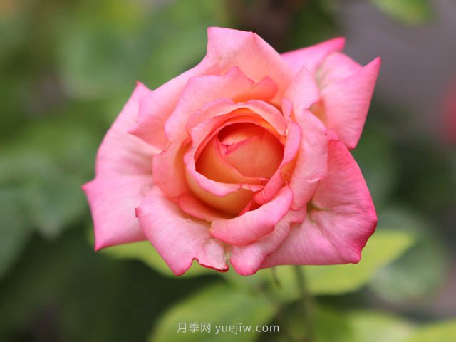 街拍美麗的月季花，大家共同的市花(圖2)