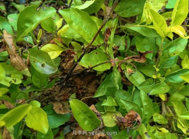 黃金葉發(fā)生褐斑病怎么辦？(圖1)