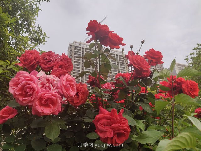 七月份苗木養(yǎng)護工作要點?(圖1)