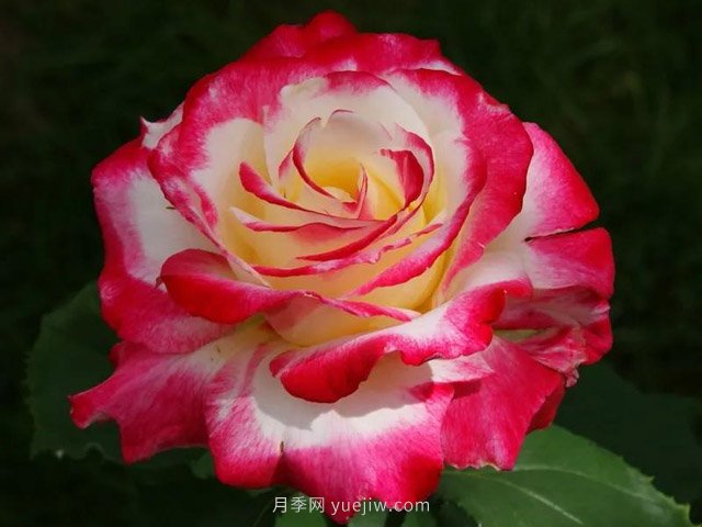 全世界每一個月季品種園里，都會有一種和平月季寧靜祥和地盛開(圖9)