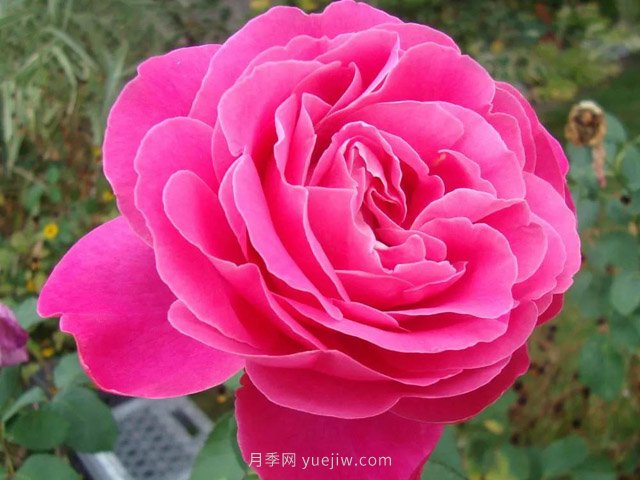 全世界每一個月季品種園里，都會有一種和平月季寧靜祥和地盛開(圖7)