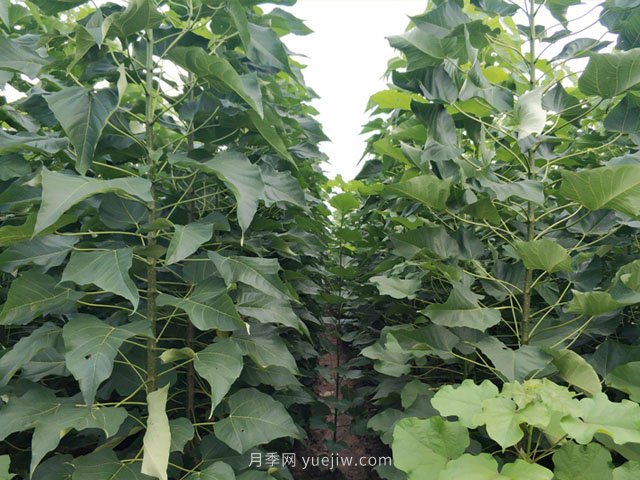 園林綠化中幾種常見(jiàn)速生苗木的發(fā)展趨勢(shì)(圖2)