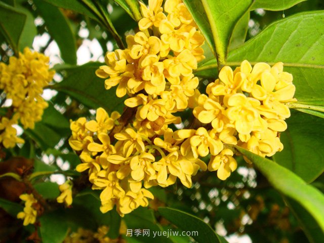 桂花樹不能隨便挪，移栽時間和如何養(yǎng)護(圖1)