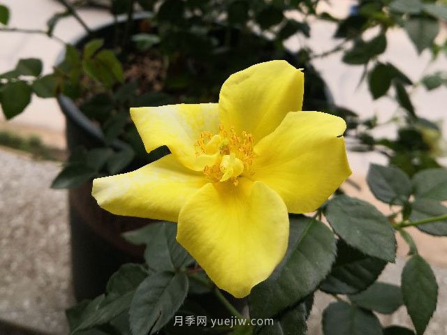 單瓣月季也迷人，推薦5個(gè)品種(圖2)