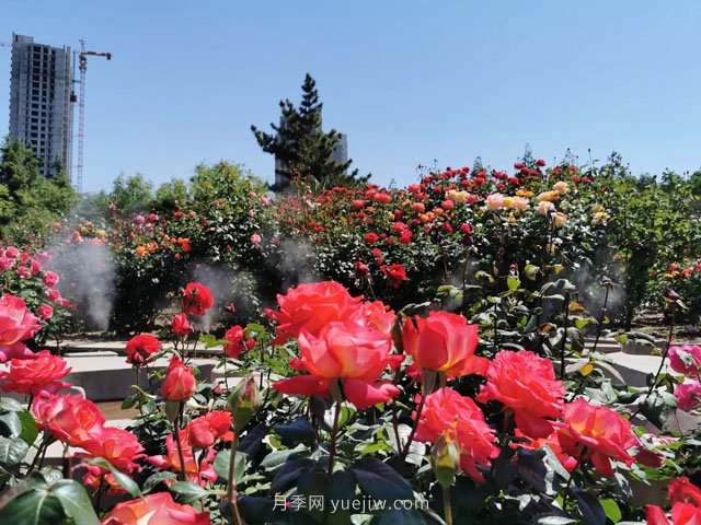 賞鄭州月季公園，相看誰有此花香(圖1)