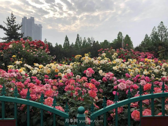 賞鄭州月季公園，相看誰有此花香(圖2)