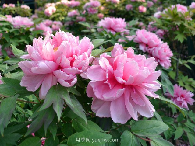牡丹憑啥能脫穎而出成為國花？如何種植牡丹？(圖1)