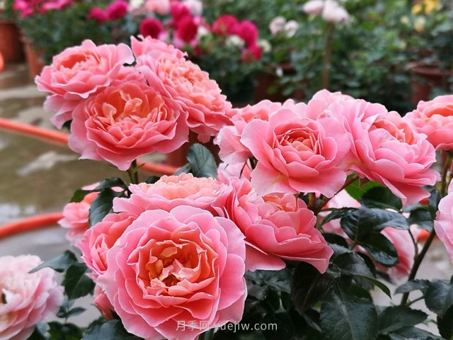 陽(yáng)臺(tái)養(yǎng)棵香香公主月季，芳香王滿(mǎn)室飄香四季賞花(圖2)