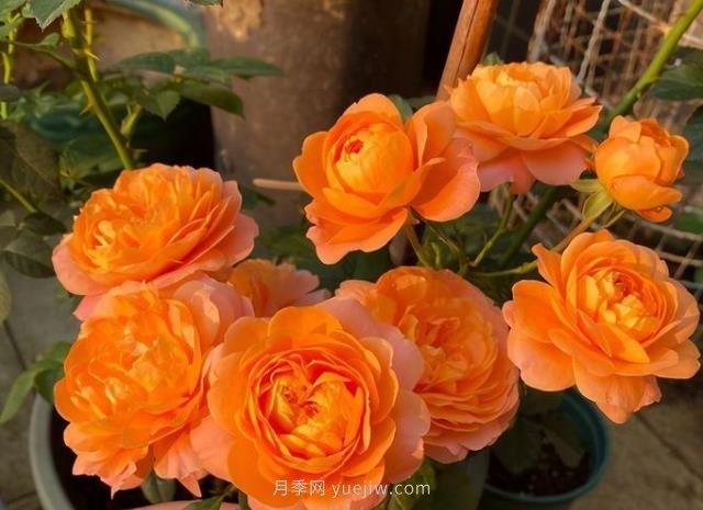 陽臺養(yǎng)月季果汁陽臺是首選，5大優(yōu)點告訴你(圖3)