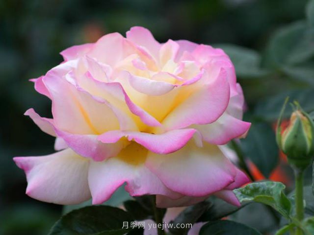 秋天月季的養(yǎng)護(hù)(圖1)