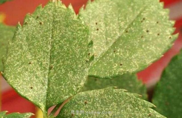 夏季高溫紅蜘蛛危害達(dá)到高峰，怎樣有效進(jìn)行防治？(圖1)