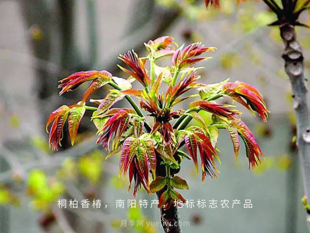 桐柏香椿樹應(yīng)該如何種植？(圖1)
