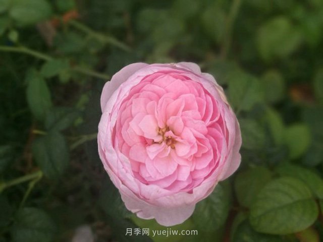 花友淘汰掉的10種月季，缺點(diǎn)多于優(yōu)點(diǎn)，是這樣嗎(圖3)