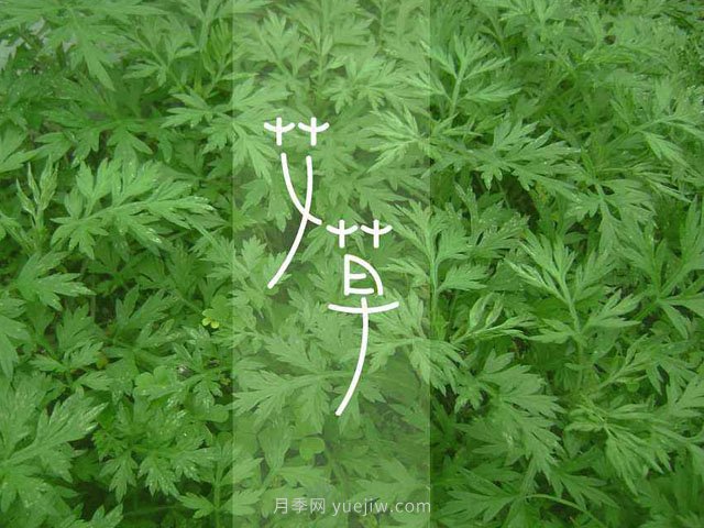 宛艾！南陽艾草產(chǎn)業(yè)志在出圈，怎借東風(fēng)成就世界艾鄉(xiāng)？(圖1)