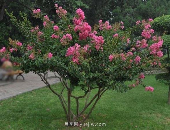 叢生拼栽苗木怎么種才能賺大錢？(圖1)