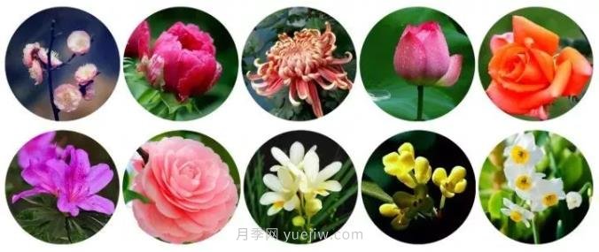 中國有哪十大名花，驚艷世界！(圖1)