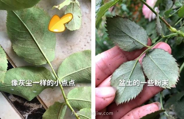 紅蜘蛛，夏季月季頭號(hào)害蟲，有一整套防治方法(圖2)
