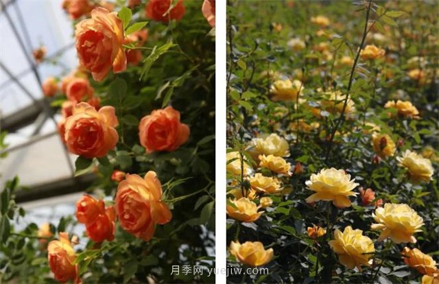 月季突然換了臉？不用擔心，是芽變啦！(圖2)