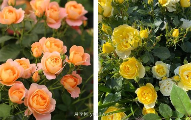 月季突然換了臉？不用擔心，是芽變啦！(圖4)