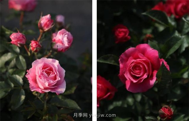月季突然換了臉？不用擔心，是芽變啦！(圖6)