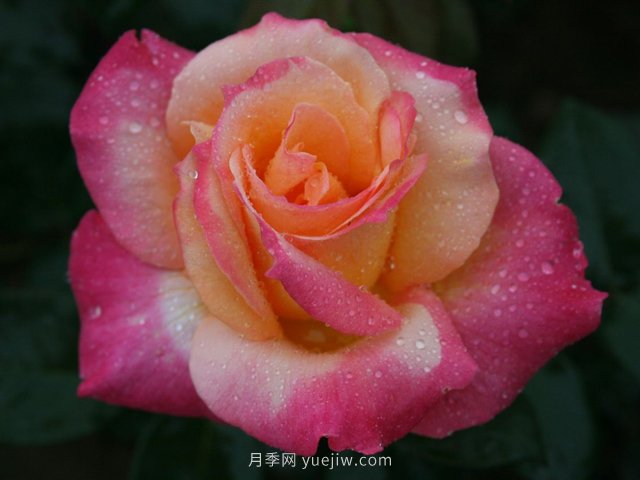 月季花夏季養(yǎng)護要點及注意事項(圖1)