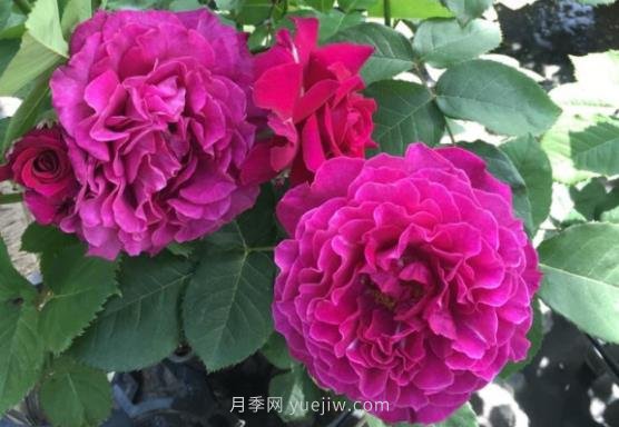 十大日本河本純子月季品種推薦，讓你欲罷不能(圖6)