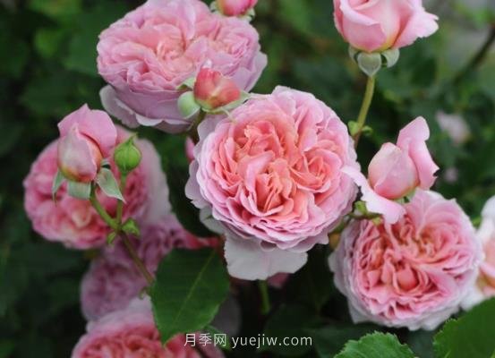 十大日本河本純子月季品種推薦，讓你欲罷不能(圖5)
