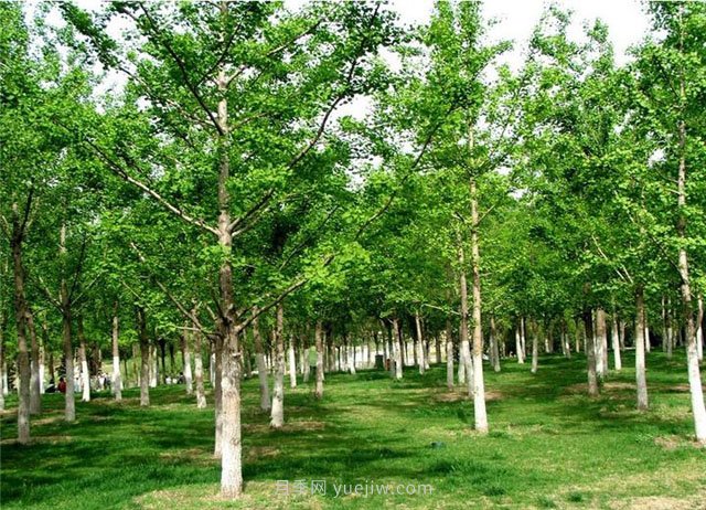 南陽(yáng)銀杏樹(shù)種植的一些技術(shù)性問(wèn)題(圖1)