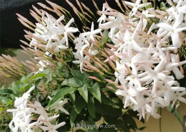 夏季養(yǎng)花要選對(duì)品種，推薦6種花卉適合高溫(圖3)