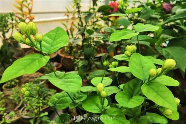 夏季養(yǎng)花要選對(duì)品種，推薦6種花卉適合高溫(圖2)