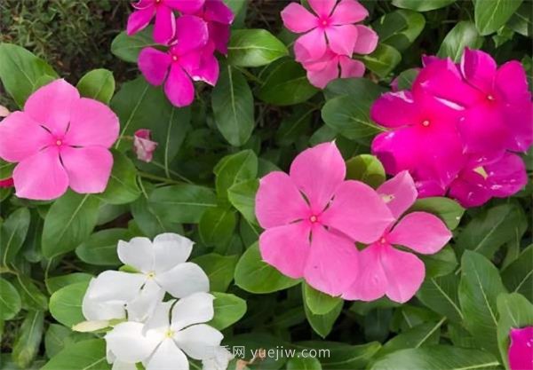 夏季養(yǎng)花要選對(duì)品種，推薦6種花卉適合高溫(圖4)