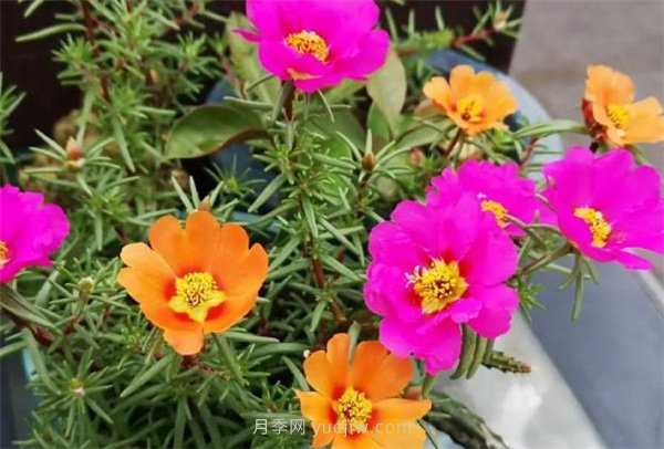 夏季養(yǎng)花要選對(duì)品種，推薦6種花卉適合高溫(圖5)