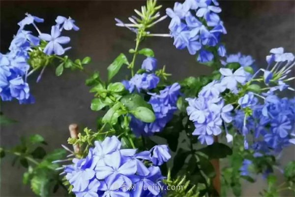 夏季養(yǎng)花要選對(duì)品種，推薦6種花卉適合高溫(圖6)