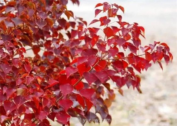 園林景觀中的12個(gè)紅葉苗木有哪些？(圖6)