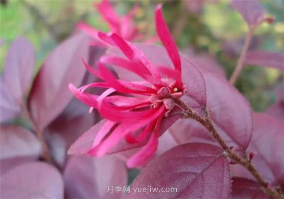 園林景觀中的12個(gè)紅葉苗木有哪些？(圖1)