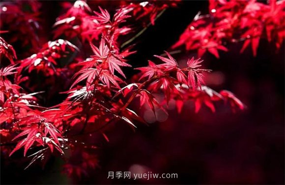 園林景觀中的12個(gè)紅葉苗木有哪些？(圖3)