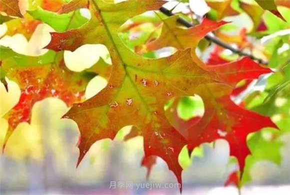 園林景觀中的12個(gè)紅葉苗木有哪些？(圖8)