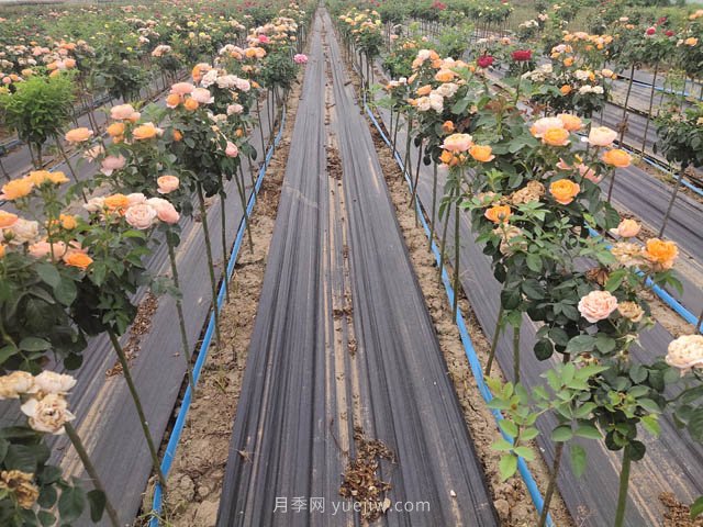 為什么越來越多的人愛上樹狀月季，這款新型品種，確實漂亮(圖1)