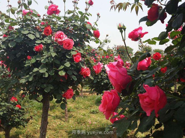 為什么越來越多的人愛上樹狀月季，這款新型品種，確實漂亮(圖2)