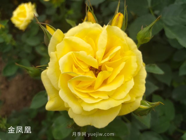 金鳳凰，綠化工程選擇黃色大花月季(圖1)