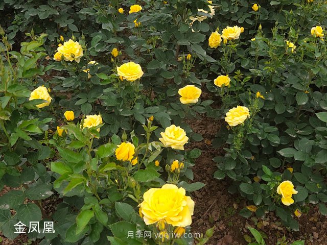 金鳳凰，綠化工程選擇黃色大花月季(圖3)
