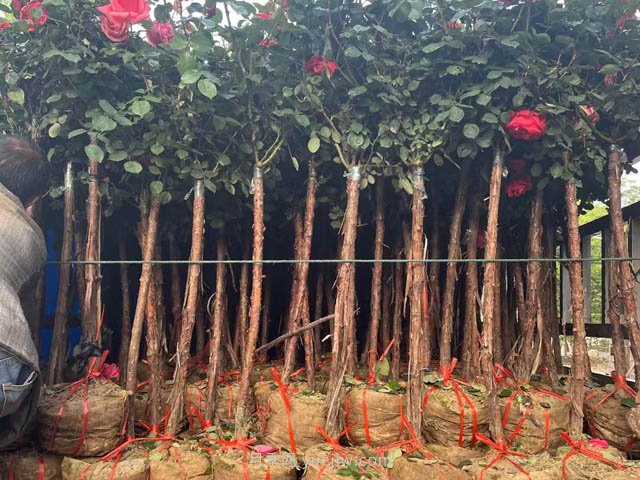 為什么栽植兩年后的苗木會出現(xiàn)小枯枝？(圖1)