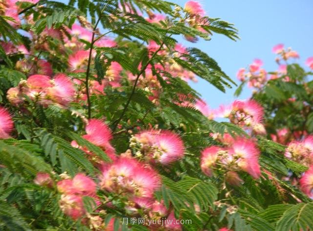合歡樹是不是優(yōu)美易種的園林綠化樹種？(圖1)