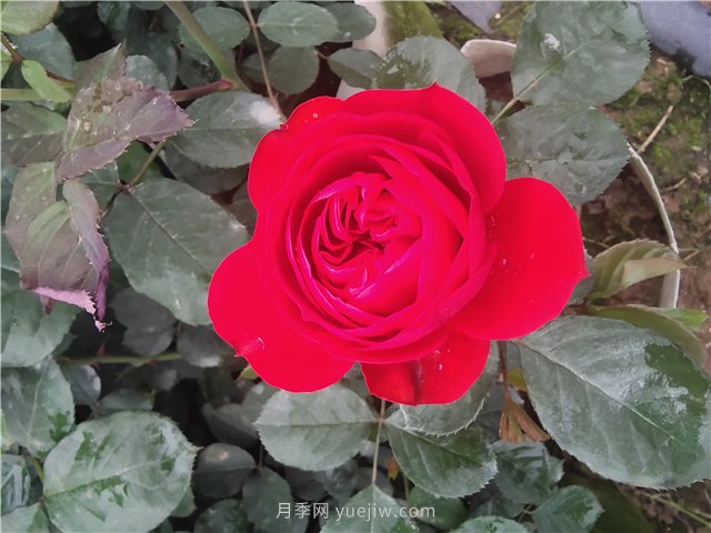 耐曬耐熱花型飽滿，7月適合養(yǎng)的4個月季品種推薦(圖1)