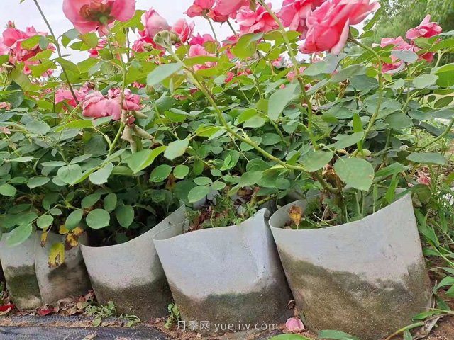 月季花海中的雜草怎樣清除？(圖1)