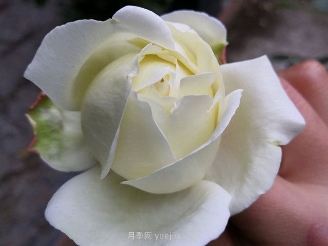 伊芙白法師伯爵月季的優(yōu)缺點(diǎn)是什么？(圖1)