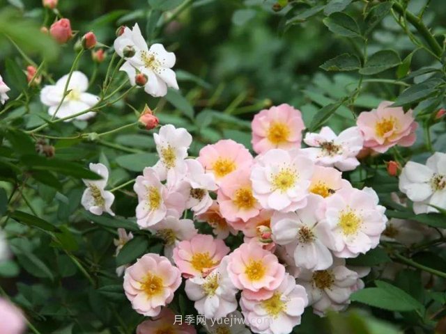 養(yǎng)賣花姑娘月季，花朵粉嫩可愛，留一個(gè)美麗(圖1)